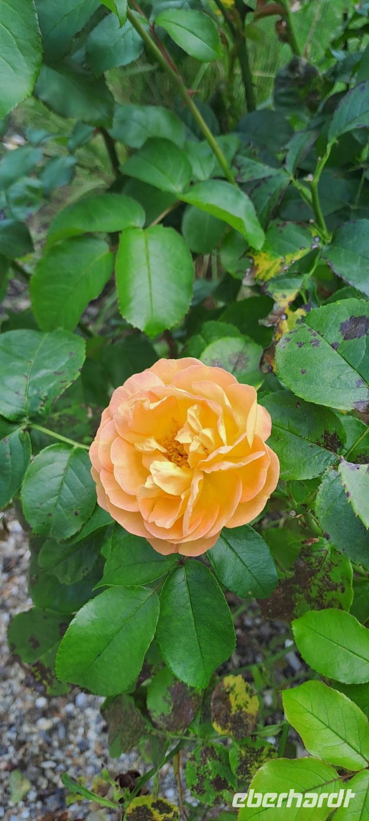 Cheverny, Duftrose &ndash; &copy; Katja Haubold (Eberhardt TRAVEL)