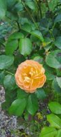Cheverny, Duftrose &ndash; &copy; Katja Haubold (Eberhardt TRAVEL)