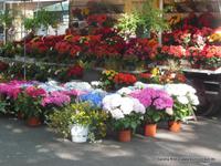 Blumenmarkt in Tours &ndash; &copy; Sandra Rößle (Eberhardt TRAVEL)