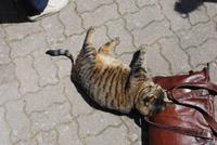 Katze bei Le père Auguste &ndash; &copy; Sophie Hof (Eberhardt TRAVEL)