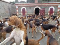 Hundemeute von Cheverny &ndash; &copy; Barbara Mihut (Eberhardt TRAVEL)