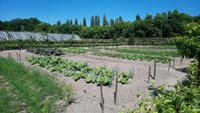 Chenonceau, Garten 4 &ndash; &copy; Katrin Kerpa (Eberhardt TRAVEL)