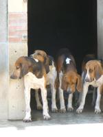 Cheverny, Jagdmeute &ndash; &copy; Grit Wendelberger (Eberhardt TRAVEL)