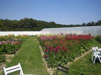 der Dahliengarten &ndash; &copy; Volker Jungklaus (Eberhardt TRAVEL)