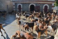 die Jagdhundmeute &ndash; &copy; Gina Egenolf (Eberhardt TRAVEL)