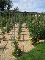 Tomatenzucht &ndash; &copy; Volker Jungklaus (Eberhardt TRAVEL)