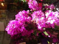 Bougainvillea &ndash; &copy; Hartwig Köllner (Eberhardt TRAVEL)