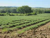Lavendelfeld im Mai &ndash; &copy; Andrea Becker (Eberhardt TRAVEL)