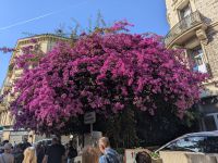 Ein Prachtexemplar der Bougainvillea &ndash; &copy; Sabine Möllering-Stork (Eberhardt TRAVEL)