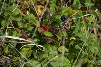 Brombeeren naschen? &ndash; &copy; Gina Egenolf (Eberhardt TRAVEL)