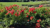 Caen, Parc Floral de la Colline aux Oiseaux &ndash; &copy; Beate Schroedter (Eberhardt TRAVEL)