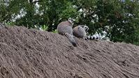 Champrépus, Parc Paysager et Zoologique &ndash; &copy; Beate Schroedter (Eberhardt TRAVEL)
