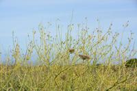 Vegetation am Wegesrand &ndash; &copy; Gina Egenolf (Eberhardt TRAVEL)