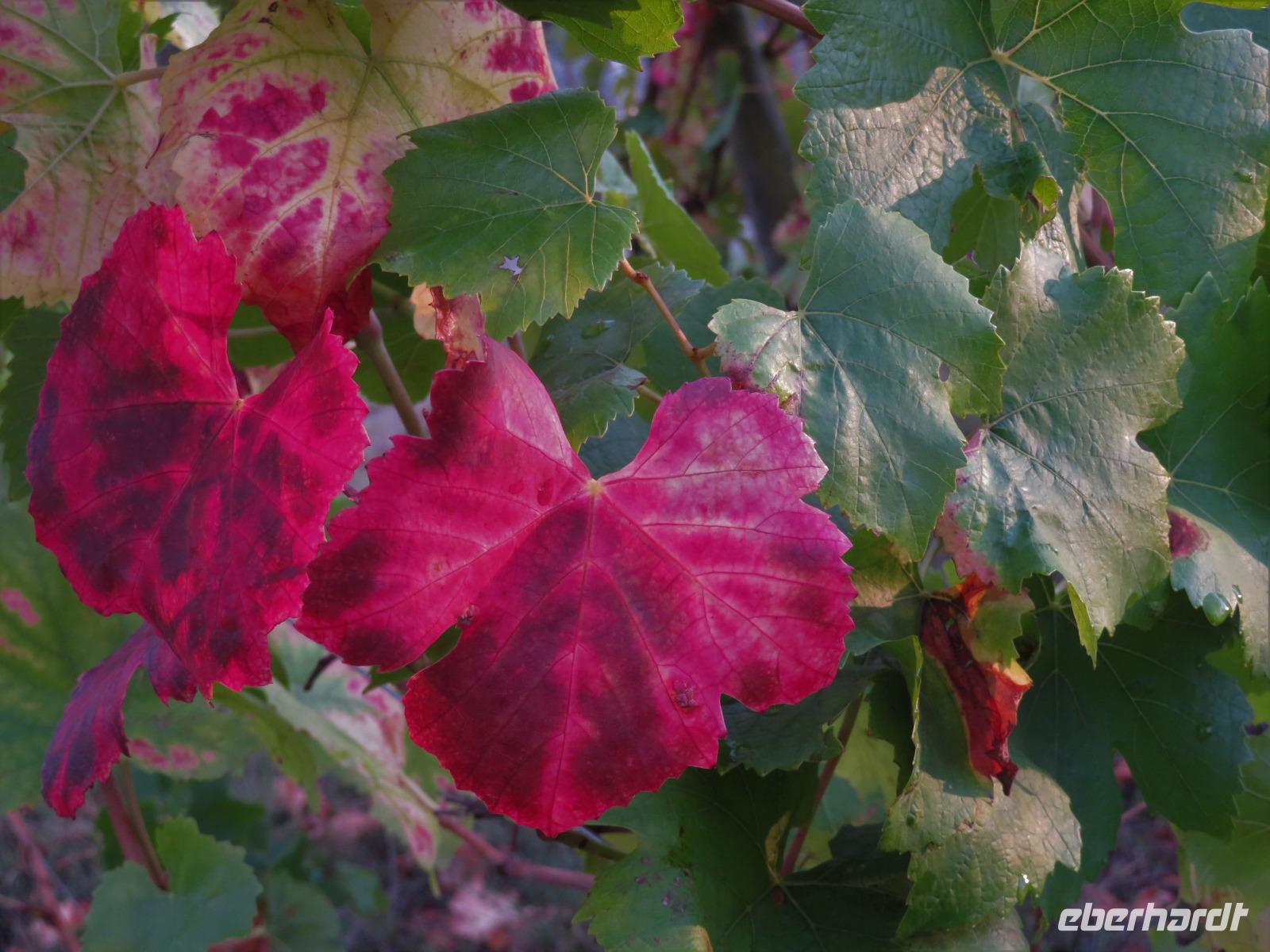 Elsass 09.2020  Weinlaub &ndash; &copy; Gabriele Sauer (Eberhardt TRAVEL)