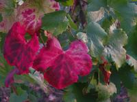 Elsass 09.2020  Weinlaub &ndash; &copy; Gabriele Sauer (Eberhardt TRAVEL)