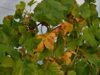 Elsass 09.2020 Weinlaub &ndash; &copy; Gabriele Sauer (Eberhardt TRAVEL)