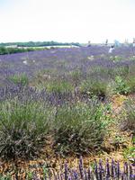 Lavendel