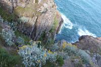 IMG_1215_Cap Fréhel &ndash; &copy; Alice Teipelke (Eberhardt TRAVEL)