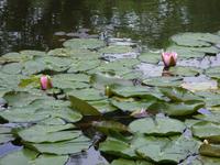 Tag 3 - 4 - Besuch in den Gärten von Monet (3) &ndash; &copy; Sabine Heitzer (Eberhardt TRAVEL)