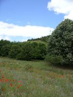 Tag 3 - 5 - Eindrücke aus Giverny (5) &ndash; &copy; Sabine Heitzer (Eberhardt TRAVEL)