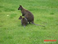 Tag 8 - 5 - Besichtigung des Zoologischen Gartens von Champrépus (14) &ndash; &copy; Sabine Heitzer (Eberhardt TRAVEL)
