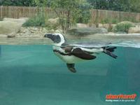 Tag 8 - 5 - Besichtigung des Zoologischen Gartens von Champrépus (20) &ndash; &copy; Sabine Heitzer (Eberhardt TRAVEL)