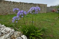 Tag 6  Agapanthus &ndash; &copy; Gabriele Sauer (Eberhardt TRAVEL)