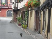 Ribeauvillé &ndash; &copy; Kerstin Hugel (Eberhardt TRAVEL)
