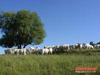 Tag 5 - 1 - Fotostopp für Charolais-Rinder (1) &ndash; &copy; Sabine Heitzer (Eberhardt TRAVEL)