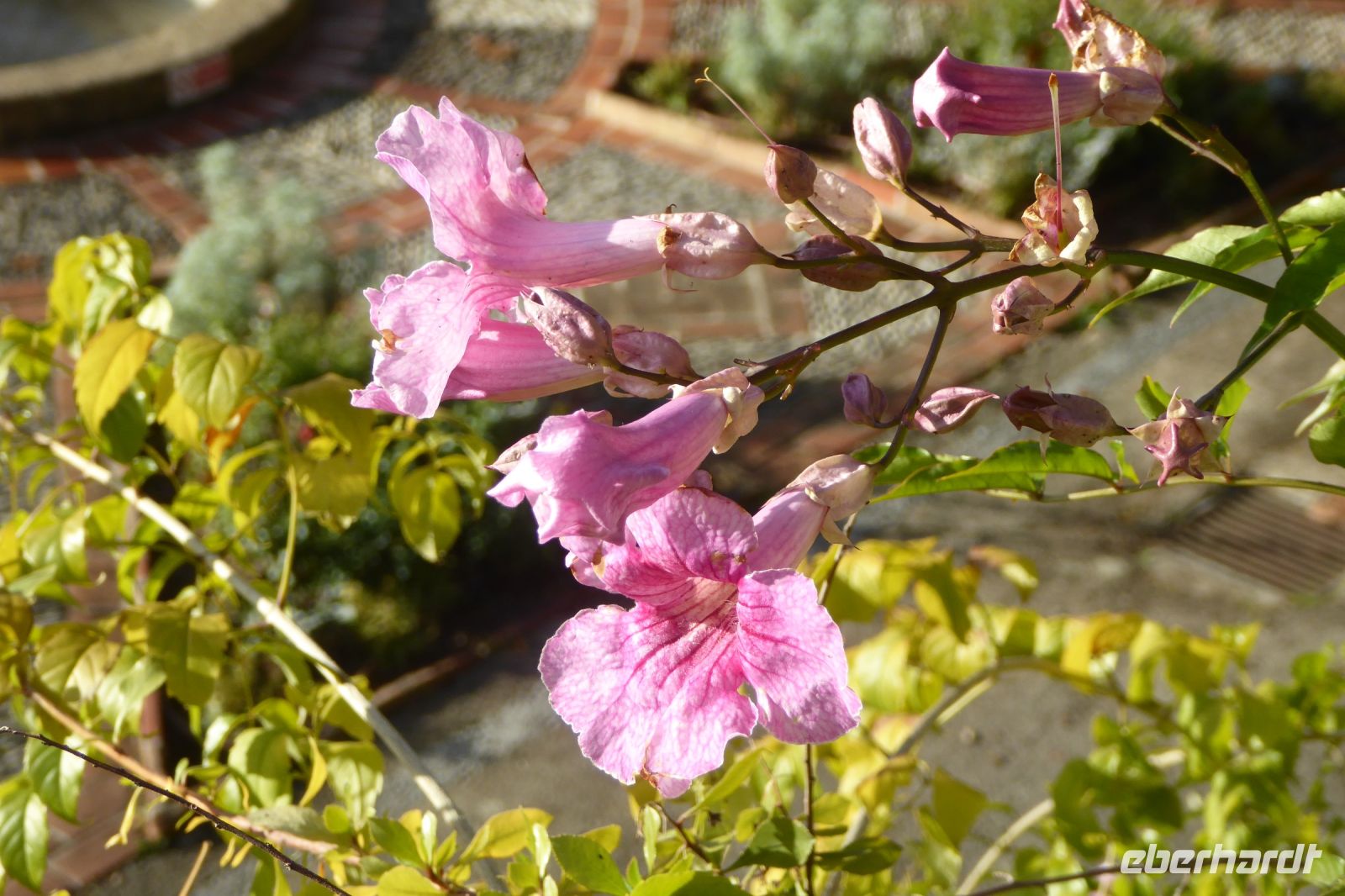 Tag 2 Silvesterreise Nizza, rosa Trompetenwein  &ndash; &copy; Gabriele Sauer (Eberhardt TRAVEL)