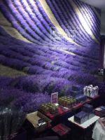Provence Lavendel 2 &ndash; &copy; Peter Wagner (Eberhardt TRAVEL)