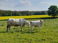 Charolais Rinder &ndash; &copy; Sinah Witzig (Eberhardt TRAVEL)