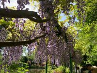 Blauregen  &ndash; &copy; Roswitha Zytowski (Eberhardt TRAVEL)