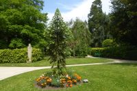 Tag 8 04.06.2022 Jardin de Coutance, seltene Wollemie &ndash; &copy; Gabriele Sauer (Eberhardt TRAVEL)