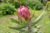 Tag 8 04.06.2022 Vauville, Protea &ndash; &copy; Gabriele Sauer (Eberhardt TRAVEL)