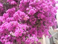 St. Tropez &ndash; &copy; Barbara Mihut (Eberhardt TRAVEL)