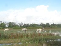 Camargue &ndash; &copy; Barbara Mihut (Eberhardt TRAVEL)