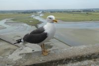 Tag 4 21.06.2022 Mont St. Michel &ndash; &copy; Gabriele Sauer (Eberhardt TRAVEL)