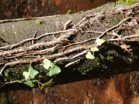 Natur als Gestalterin &ndash; &copy; Gina Egenolf (Eberhardt TRAVEL)