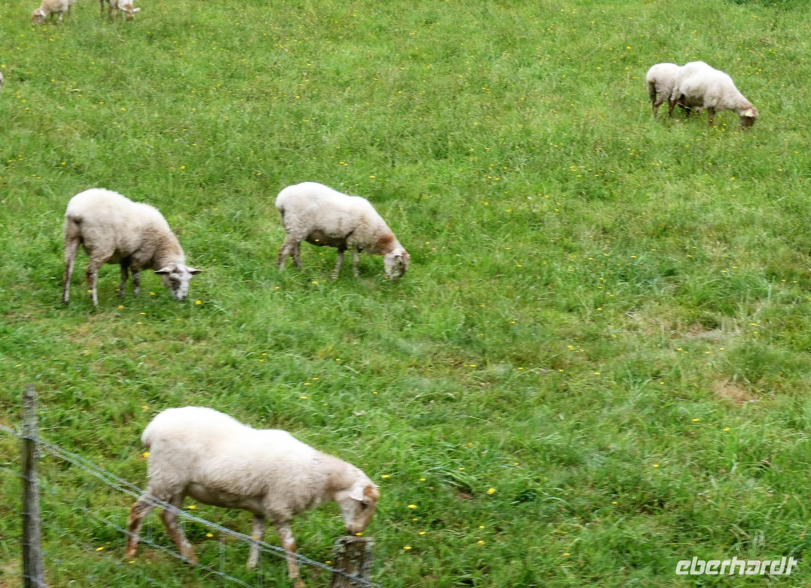 gesundes Futter für Schafe &ndash; &copy; Gina Egenolf (Eberhardt TRAVEL)