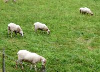 gesundes Futter für Schafe &ndash; &copy; Gina Egenolf (Eberhardt TRAVEL)