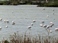 in der Camargue angekommen &ndash; &copy; Gina Egenolf (Eberhardt TRAVEL)