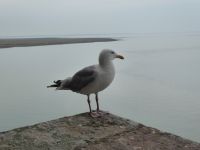 Tag 9 14.08.2022 Mont St. Michel   &ndash; &copy; Gabriele Sauer (Eberhardt TRAVEL)