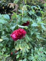 Giverny  &ndash; &copy; Roswitha Zytowski (Eberhardt TRAVEL)