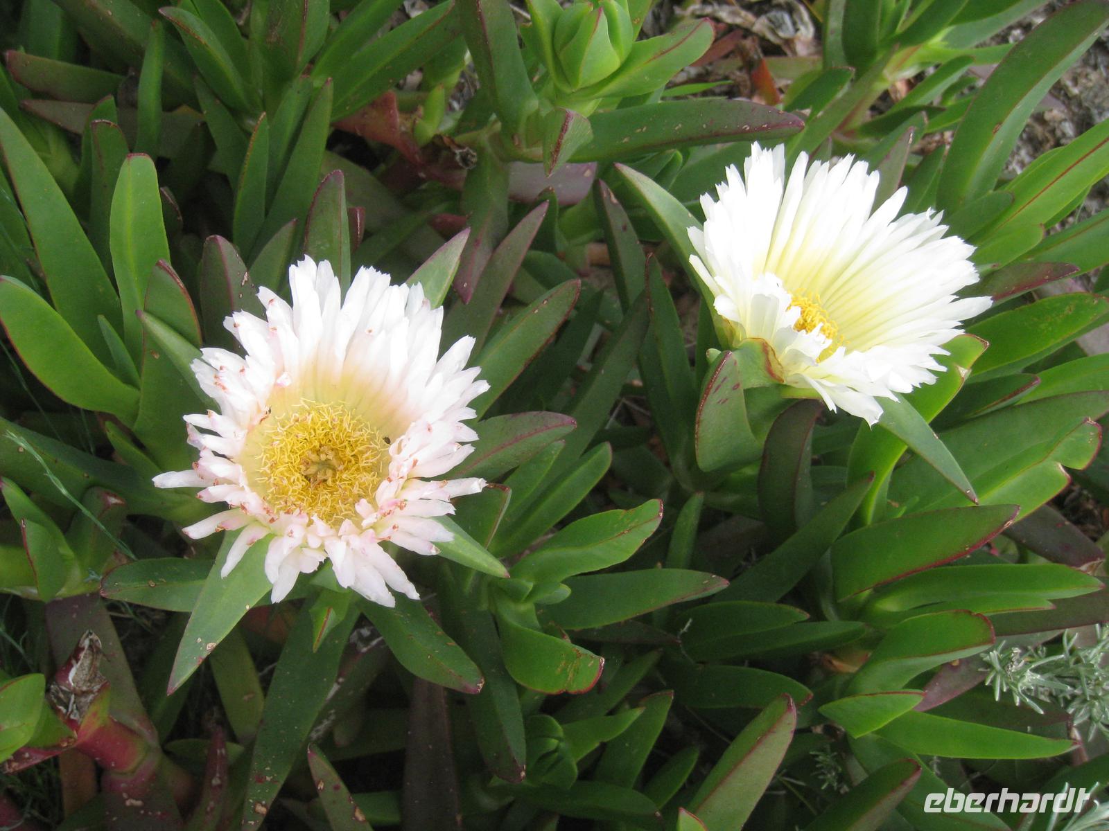 Mittagsblumen &ndash; &copy; Jürgen Schmeißer (Eberhardt TRAVEL)