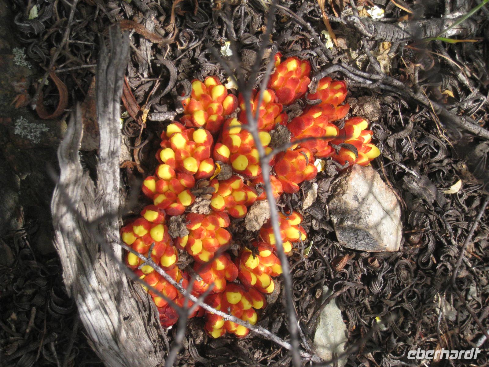 Macchia-Vegetation &ndash; &copy; Jürgen Schmeißer (Eberhardt TRAVEL)