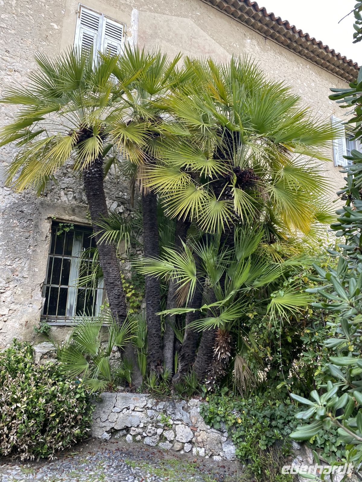älteste Palme im Jardin des Arenes .JPEG &ndash; &copy; Anne Fohlert (Eberhardt TRAVEL)