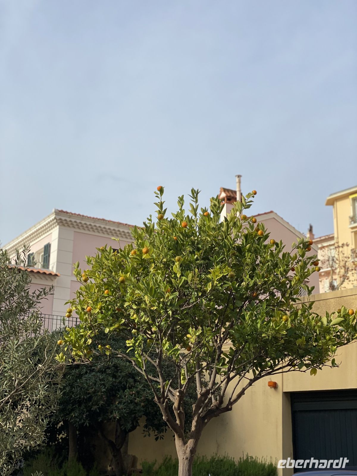 Orangenbaum in Monaco.JPEG &ndash; &copy; Anne Fohlert (Eberhardt TRAVEL)