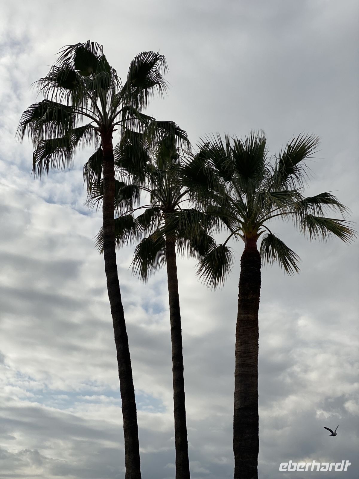 Promenade des Anglais .JPEG &ndash; &copy; Anne Fohlert (Eberhardt TRAVEL)