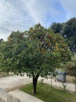 Orangenbaum im Jardin des Arenes .JPEG &ndash; &copy; Anne Fohlert (Eberhardt TRAVEL)